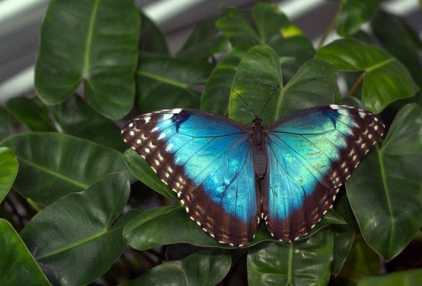 Bí[-]kíp[-]kỳ[-]diệu[-]khiến[-]động[-]vật[-]trở[-]thành[-]"X-men"[-]1